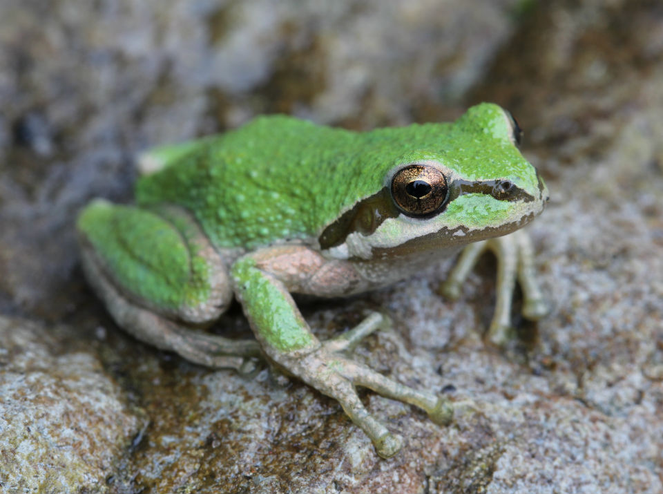 Seirra Treefrog>
<p>
A tiny Coastal Fence Lizard.
<br><img SRC=